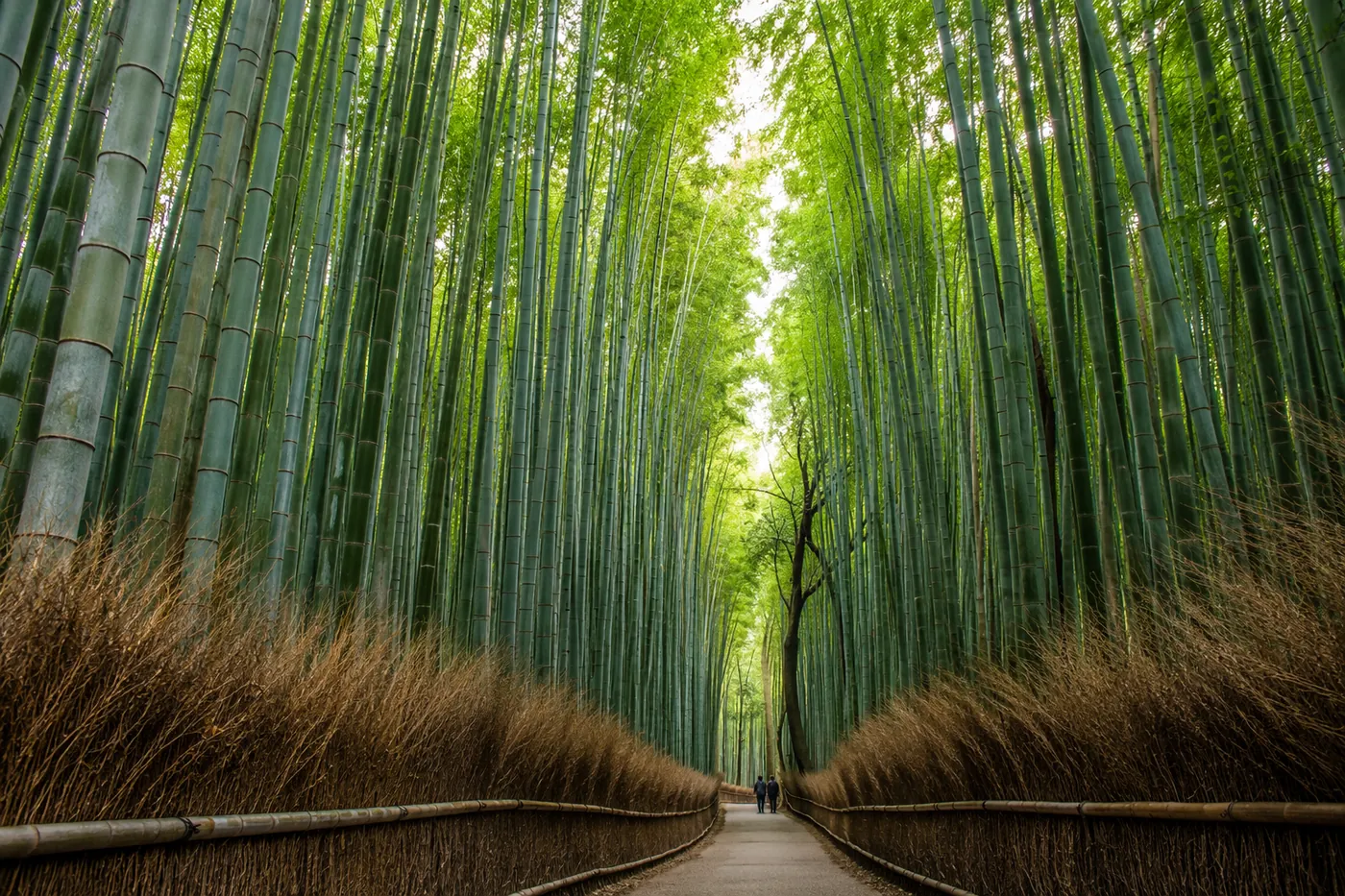 Arashiyama bamboo grove